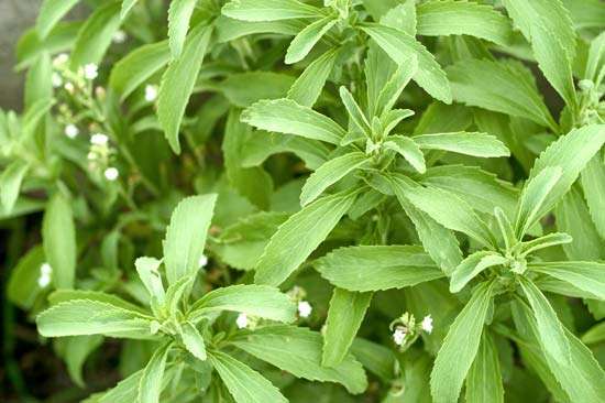 All About Stevia